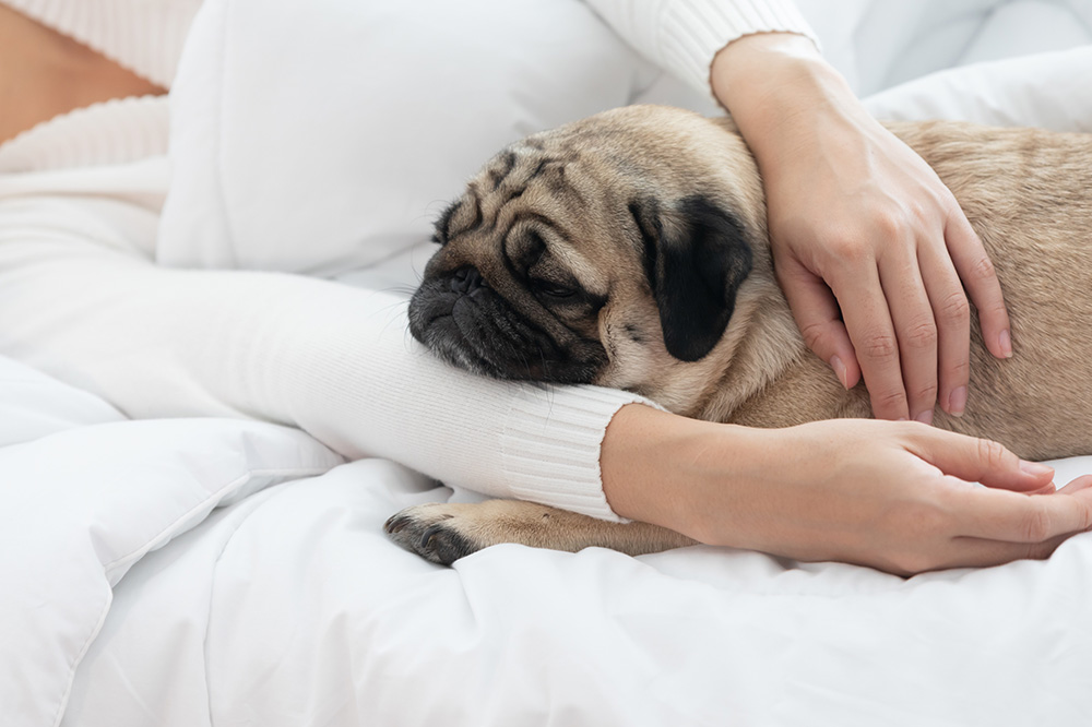 ラブリーパグナス犬舎 パグの魅力や心構えについて