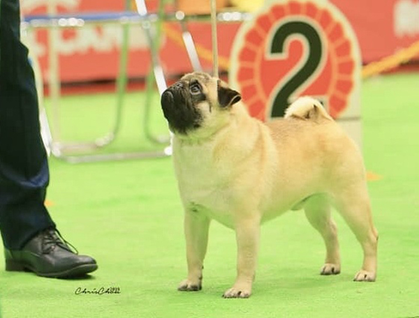 ラブリーパグナス犬舎 パグとパグのスタンダードについて